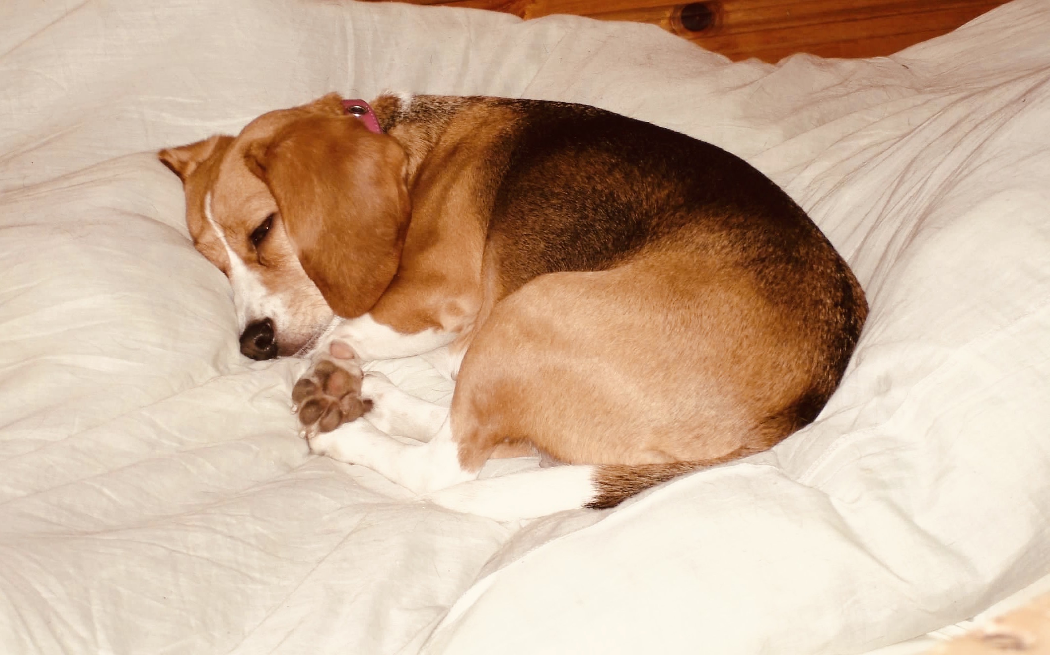 Beagle curled up sleeping on a white comforter