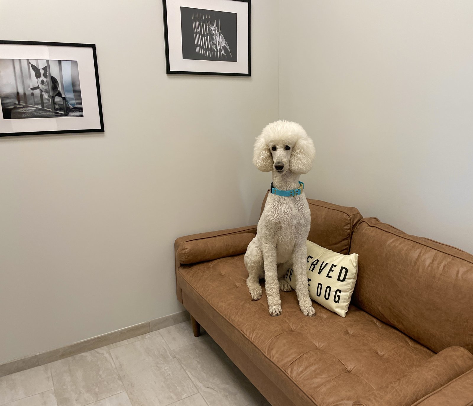 White standard poodle sitting upright on a leather couch in a veterinary exam room